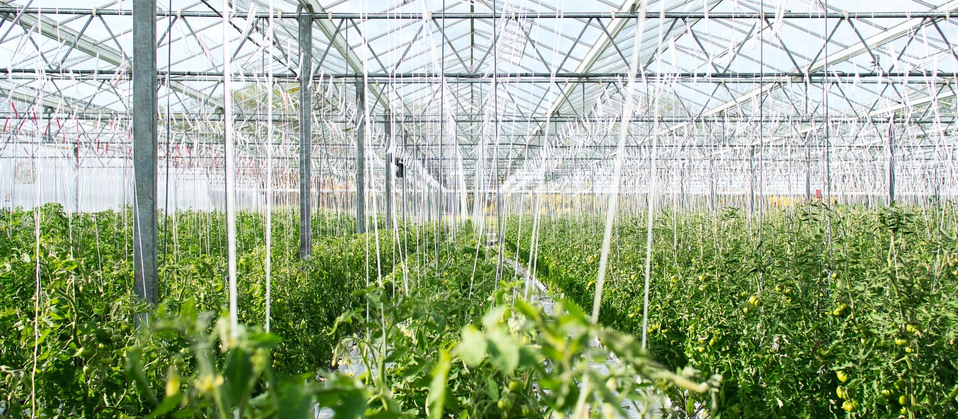 Healthy Organic Vegetables